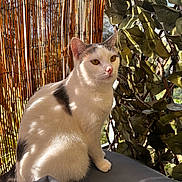 Vicky a rejoint le concours — aidez-le/la à gagner de superbes lots ! animal, bamboo_screen, black_patches, calm, cat, closeup, cushion, feline, fur, leafy_vines, nature, outdoor, pet, relaxing, shadow, sitting, sunlight, whiskers, white_cat, window_light