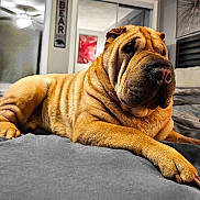 Osiris joined the competition — help win amazing prizes! animal, bed, close_up, companion, cozy, cute, dog, domestic_animal, fur, furniture, indoor, lying_down, mammal, pet, portrait, relaxed, room, shar_pei, sleepy, wrinkles