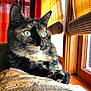blinds, cat, close_up, cozy, curtains, cushion, domestic_animal, feline, green_eyes, indoor, orange, paw, pet, red, relaxed, sunlight, texture, tortoiseshell, window, wooden_window_frame