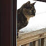 Couscous is registered to the contest to win money with this photo: animal, cat, close_up, curious, daylight, domestic_cat, fence, looking, nature, outdoor, pet, profile, quiet, screen_door, snow, still_life, tortoiseshell_cat, window_screen, winter, wooden_railing