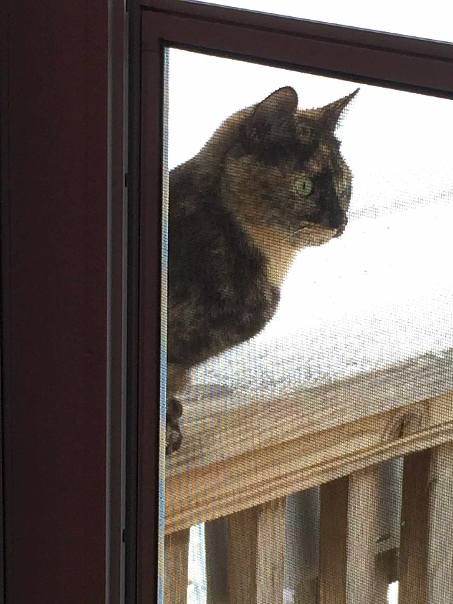 Couscous is registered to the contest to win money with this photo: animal, cat, close_up, curious, daylight, domestic_cat, fence, looking, nature, outdoor, pet, profile, quiet, screen_door, snow, still_life, tortoiseshell_cat, window_screen, winter, wooden_railing