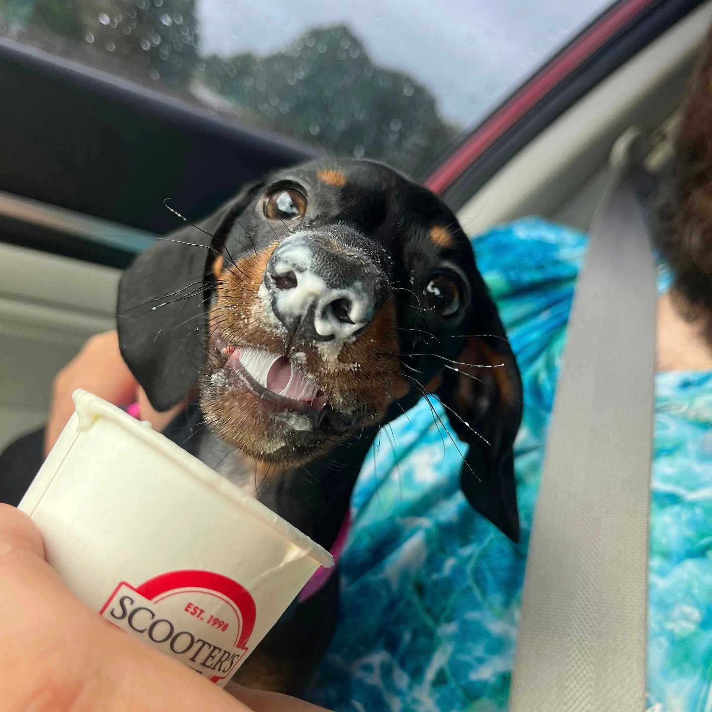Hera is registered to the contest to win money with this photo: blue_shirt, car_interior, close_up, companion, cup, dachshund, dog, fun, hand, happy, licking, messy_face, person, pet, puppy, rainy_window, seatbelt, treat, wet_nose, whiskers