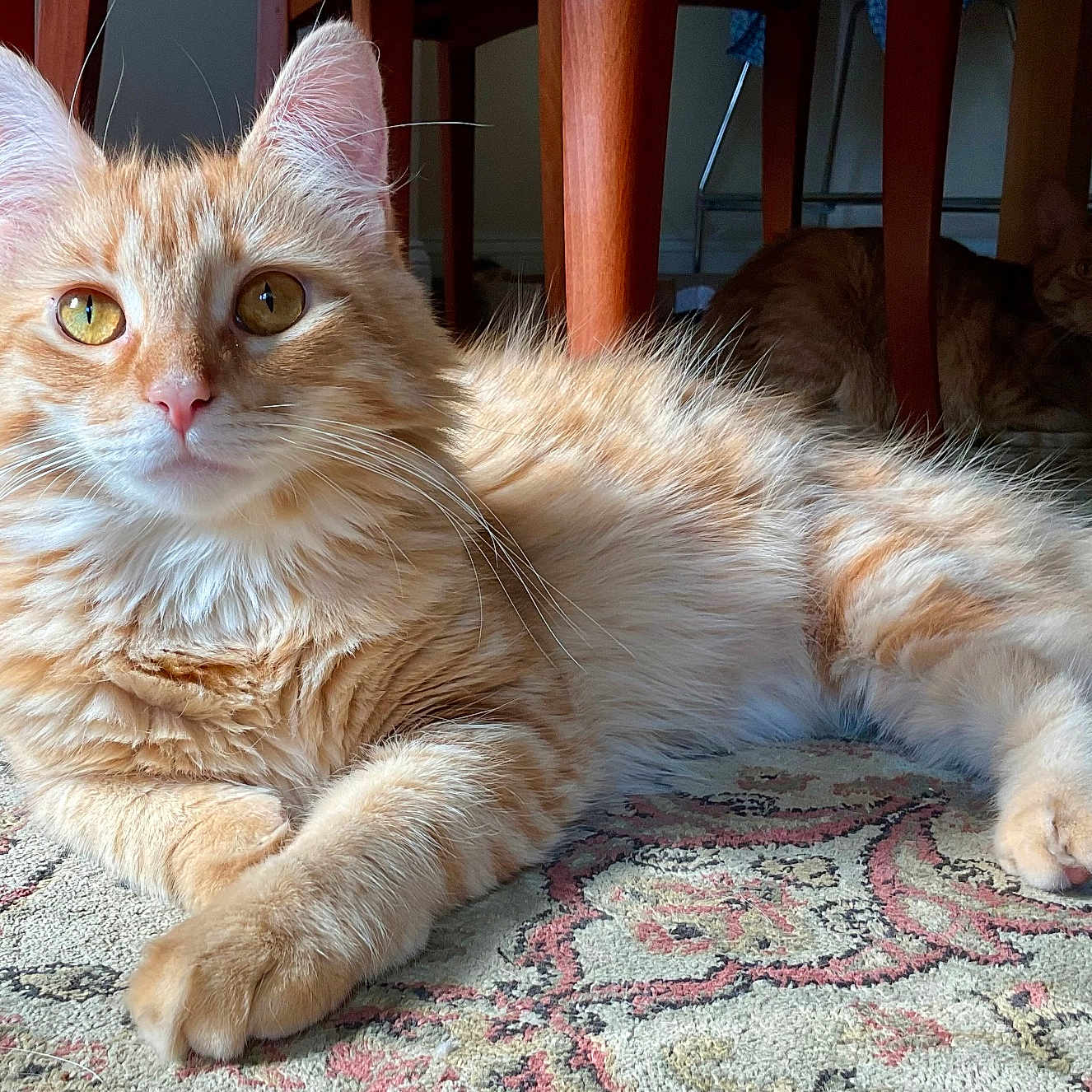 Gigi