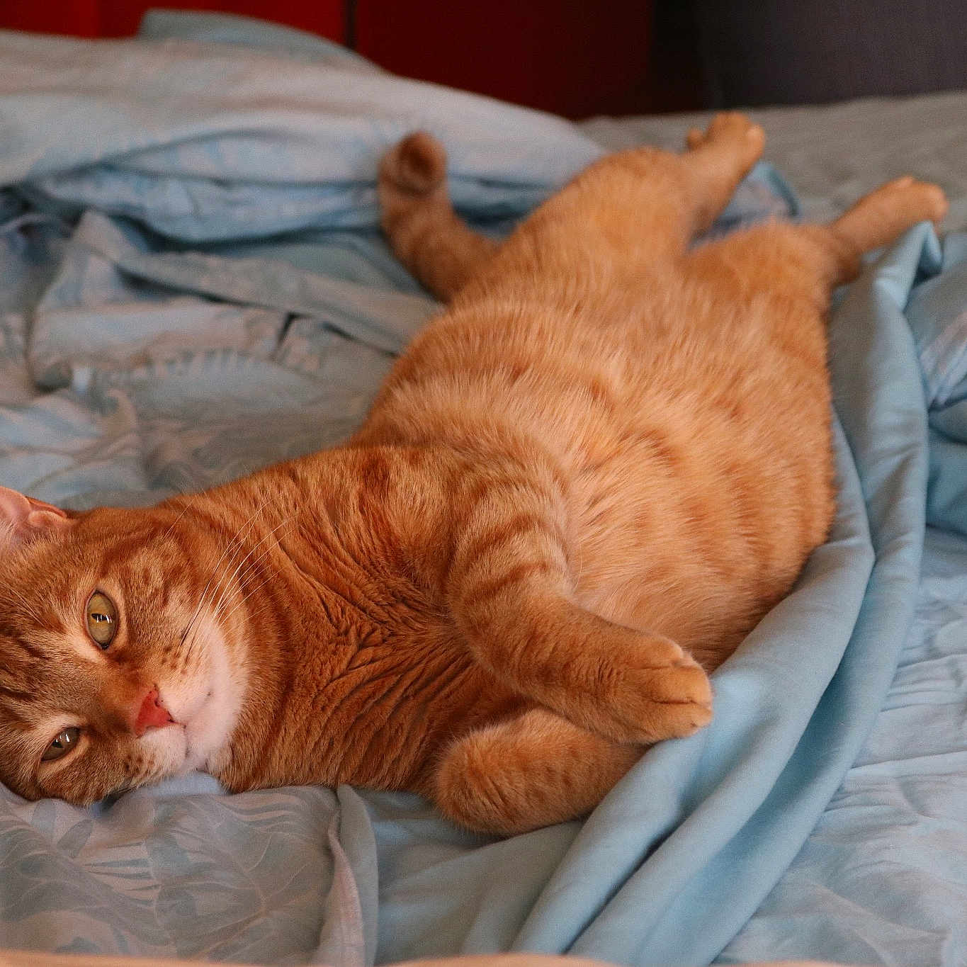 Fluffy joined the competition — help win amazing prizes! carnivoran, cat, cat_like_mammal, domestic_short_haired_cat, dragon_li, european_shorthair, fur, kitten, nap, small_to_medium_sized_cats, tabby_cat, whiskers