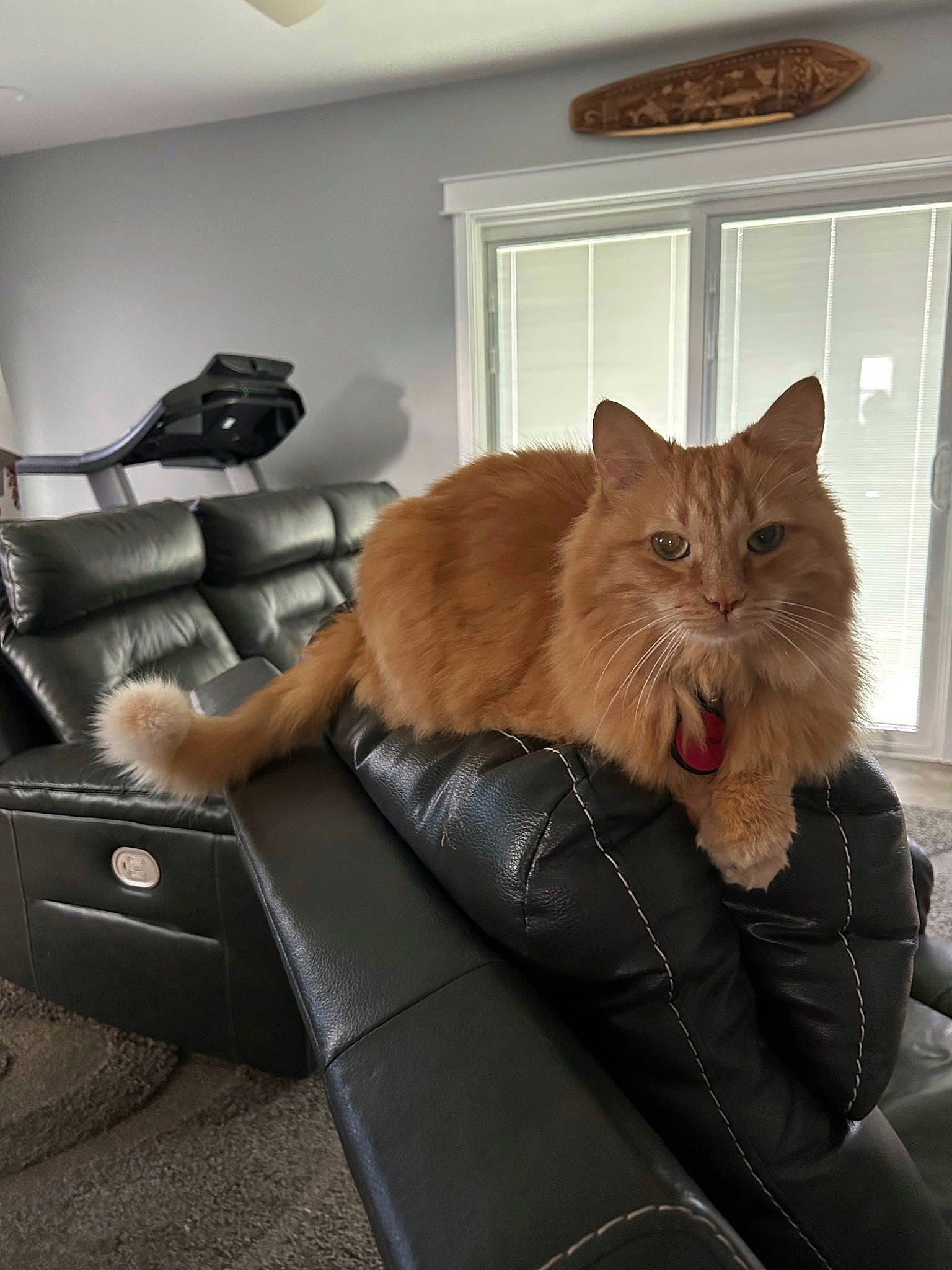 Persik is registered to the contest to win money with this photo: carnivore, cat, chair, comfort, couch, domestic_short_haired_cat, fawn, felidae, flooring, fur, hardwood, picture_frame, plant, room, sitting, small_to_medium_sized_cats, tail, whiskers, window, wood