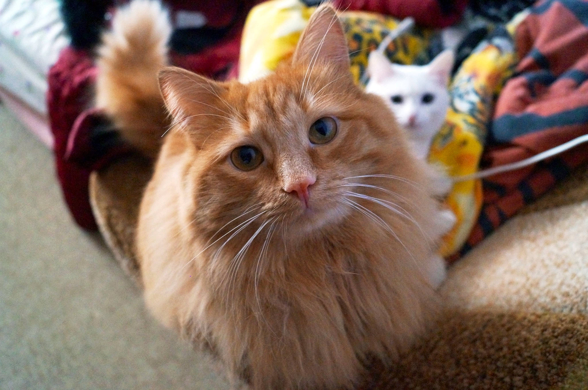 Persik is registered to the contest to win money with this photo: carnivore, cat, domestic_short_haired_cat, event, fawn, felidae, fur, paw, plant, small_to_medium_sized_cats, snout, tail, whiskers, wood