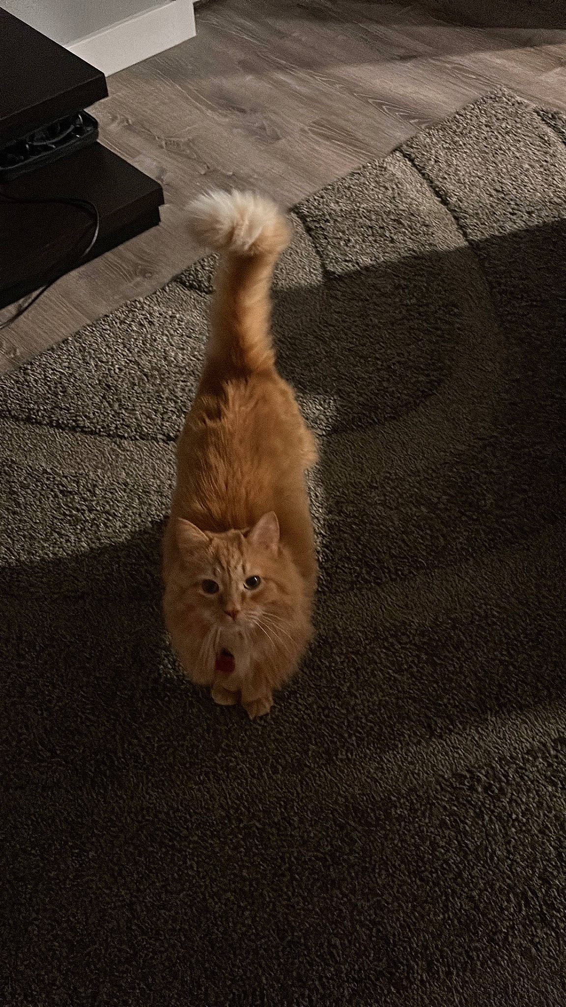 Persik is registered to the contest to win money with this photo: asphalt, carnivore, cat, domestic_short_haired_cat, fawn, felidae, floor, flooring, fur, grey, hardwood, mammal, paw, plant, road_surface, small_to_medium_sized_cats, snout, tail, whiskers, wood