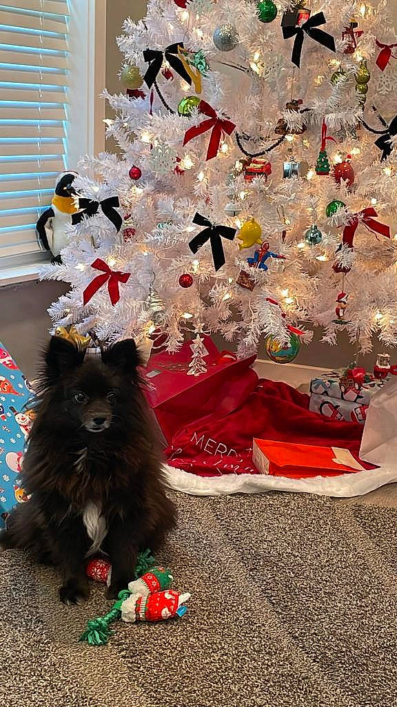 Kristen joined the competition — help win amazing prizes! black_cat, carnivore, cat, christmas_decoration, christmas_ornament, christmas_tree, companion_dog, conifer, dog_breed, dog_supply, event, felidae, fur, holiday, holiday_ornament, ornament, small_to_medium_sized_cats, tail, whiskers, window_blind