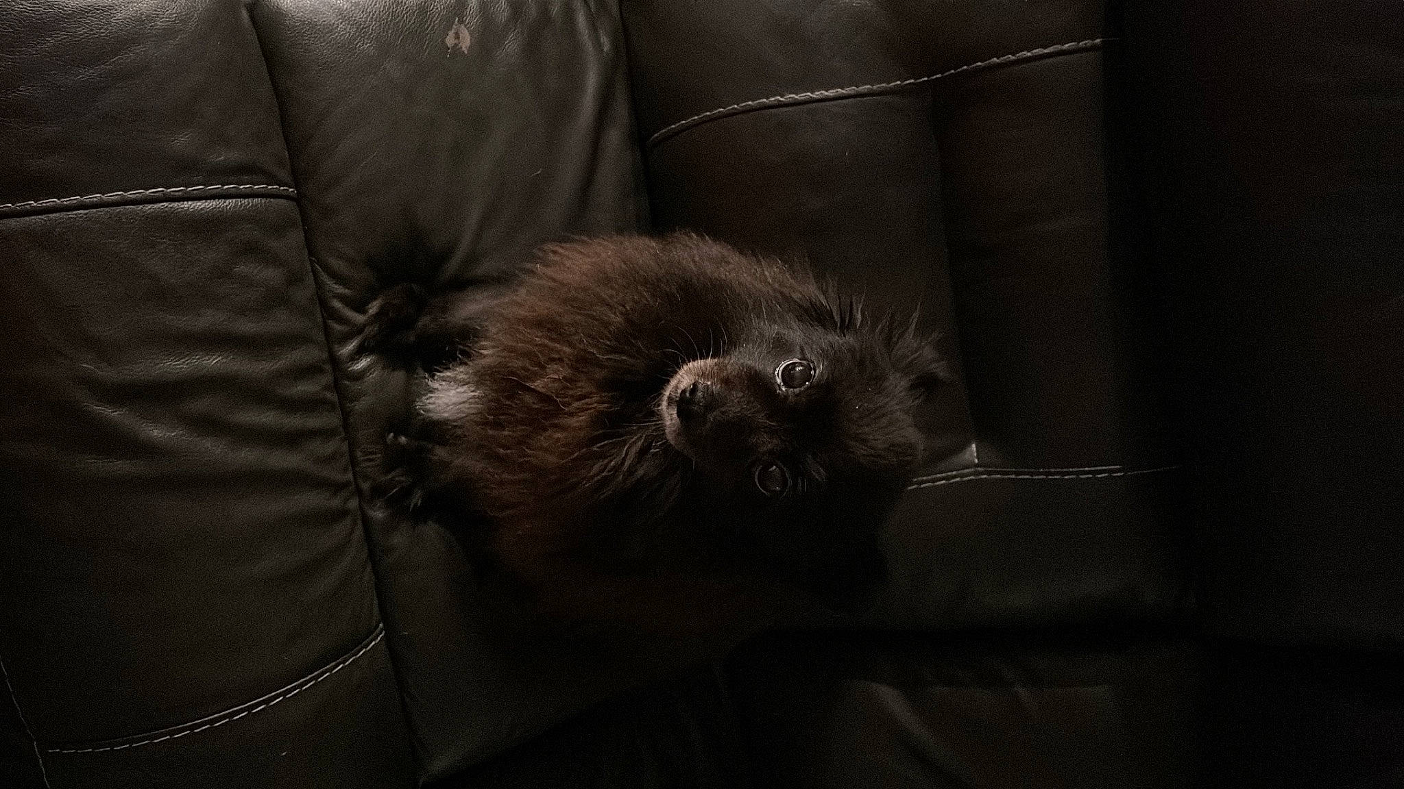 Kristen joined the competition — help win amazing prizes! american_mink, carnivore, claw, comfort, darkness, felidae, fur, grey, leather, mustelidae, mustelinae, north_american_river_otter, otter, rodent, small_to_medium_sized_cats, still_life_photography, tail, terrestrial_animal, whiskers, wood