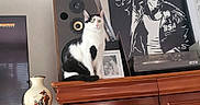 Minouss a rejoint le concours — aidez-le/la à gagner de superbes lots ! artwork, black, black_and_white, cat, cozy, curious, decor, framed_photograph, furniture, indoor, leather_jacket, living_room, pet, portrait, retro, sitting, speaker, vase, white, wooden_cabinet