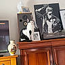 artwork, black, black_and_white, cat, cozy, curious, decor, framed_photograph, furniture, indoor, leather_jacket, living_room, pet, portrait, retro, sitting, speaker, vase, white, wooden_cabinet