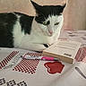 animal, background_wall, black_and_white, book, cat, closeup, fur, green_eyes, home, indoor, pen, pet, pink_nose, quiet, reading_material, relaxed, resting, stationery, still_life, tablecloth
