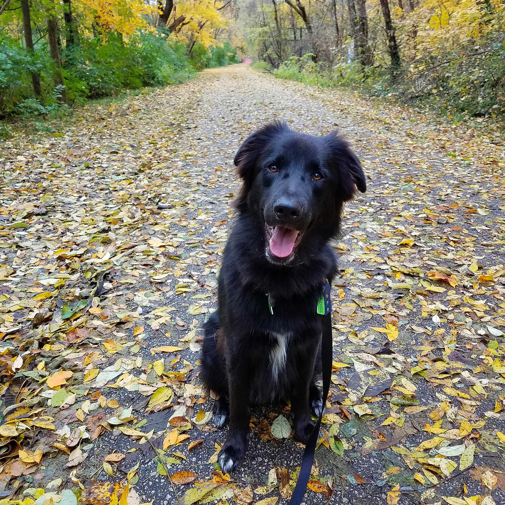 Scout