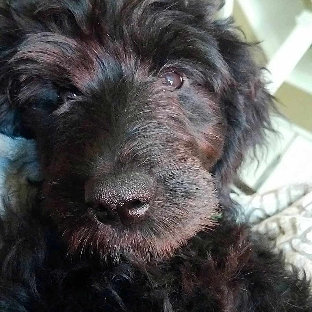 Banks is registered to the contest to win money with this photo: cao_da_serra_de_aires, carnivoran, catalan_sheepdog, cockapoo, dog, dog_breed, dog_breed_group, dog_like_mammal, glen_of_imaal_terrier, goldendoodle, miniature_schnauzer, poodle_crossbreed, pumi, puppy, schnoodle, snout, spanish_water_dog, terrier, vulnerable_native_breeds, whiskers