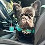 animal, black_dog, car_interior, car_seat, closeup, clothing, cute, dog, drink_cup, ears, face, french_bulldog, indoor, jersey, leather_seat, pet, seatbelt, steering_wheel, sunlight, window