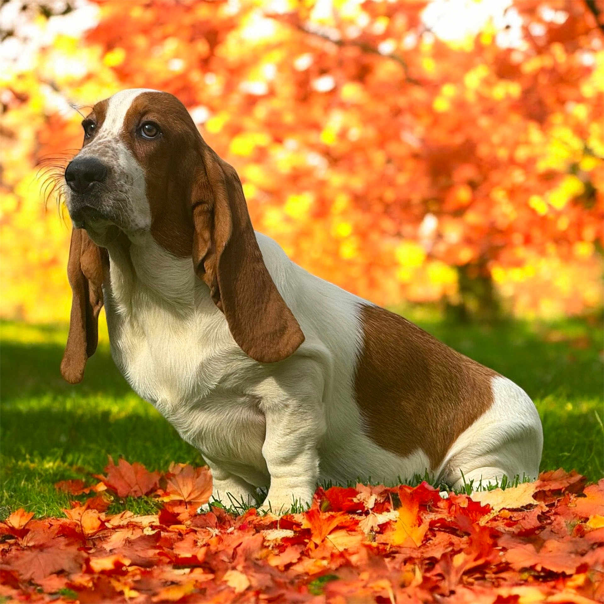 Vanille a rejoint le concours — aidez-le/la à gagner de superbes lots ! animal, autumn, basset_hound, brown_and_white, canine, close_up, daylight, dog, ears, fall_colors, fall_leaves, grass, leaf_litter, nature, orange_leaves, outdoor, pet, portrait, seasonal, sitting