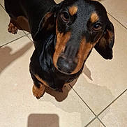 Ulysse participe au concours pour gagner de l'argent avec cette photo : dog, dachshund, pet, animal, floor, tile, black, brown, shadow, looking_up, indoor, fur, canine, ears, snout, paw, legs, wooden_furniture, close_up, curious