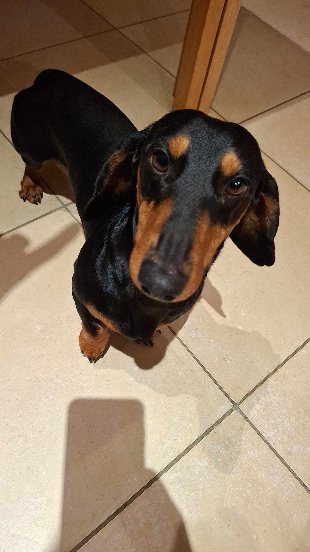 Ulysse participe au concours pour gagner de l'argent avec cette photo : dog, dachshund, pet, animal, floor, tile, black, brown, shadow, looking_up, indoor, fur, canine, ears, snout, paw, legs, wooden_furniture, close_up, curious