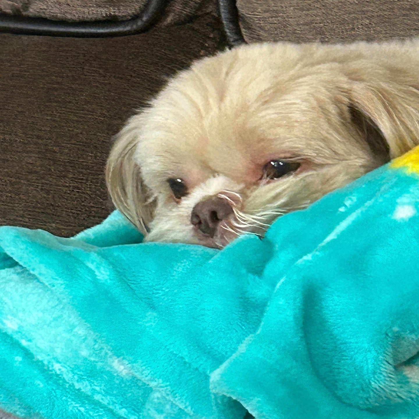 Rockie joined the competition — help win amazing prizes! animal, blanket, canine, couch, cushion, dog, furniture, homedecor, hound, laundry, linen, person, pet, poodle, puppy, quilt, sleeping, terrier, towel, whitedog