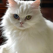 Geisha a rejoint le concours — aidez-le/la à gagner de superbes lots ! white_cat, fluffy, long_hair, heterochromia, blue_eye, green_eye, pet, animal, feline, close_up, portrait, indoor, soft_light, whiskers, cute, domestic_cat, mammal, face, ears, nose
