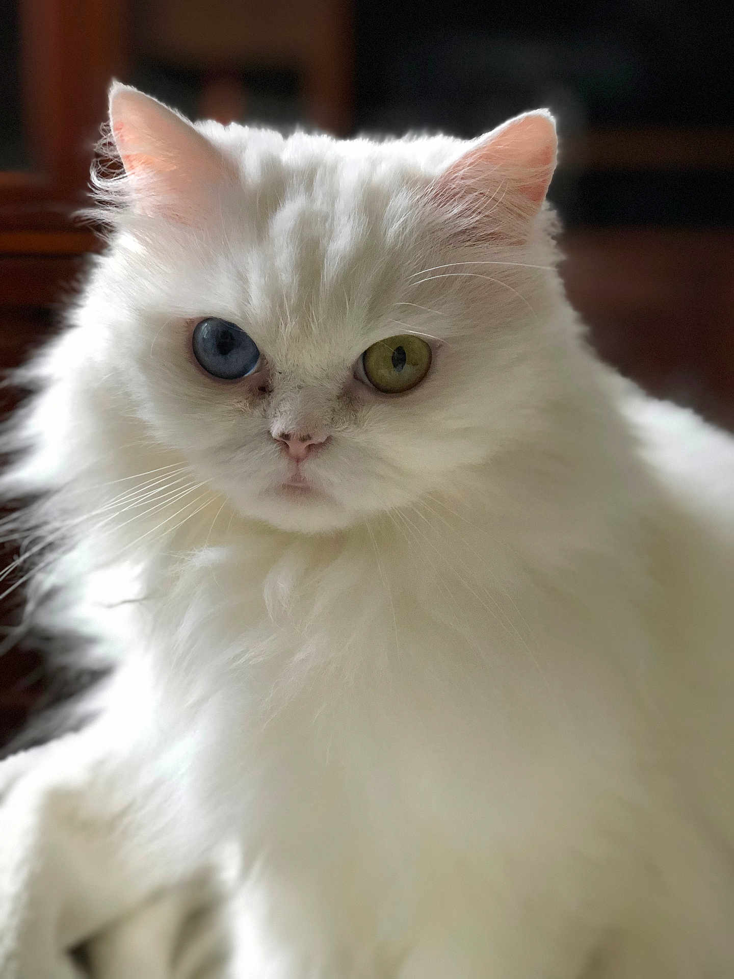Geisha a rejoint le concours — aidez-le/la à gagner de superbes lots ! white_cat, fluffy, long_hair, heterochromia, blue_eye, green_eye, pet, animal, feline, close_up, portrait, indoor, soft_light, whiskers, cute, domestic_cat, mammal, face, ears, nose