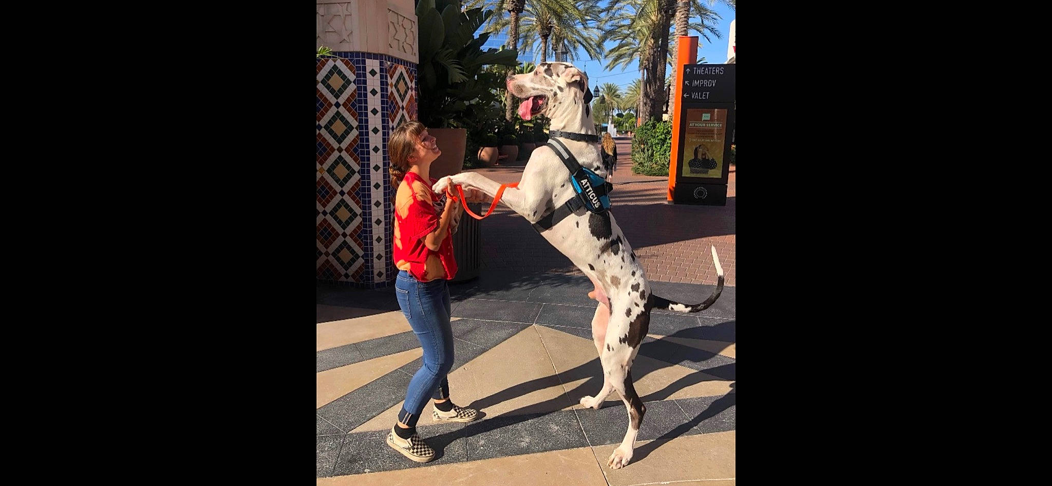 Atticus is registered to the contest to win money with this photo: animation, art, boot, companion_dog, entertainment, event, fawn, fictional_character, flash_photography, fun, human_leg, leisure, performance_art, performing_arts, plant, recreation, street_fashion, tail, tree, walking