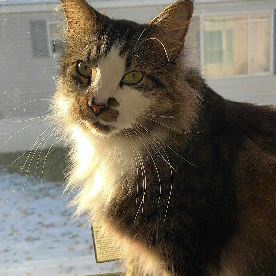 Cosmo