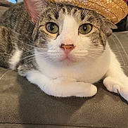 Little Man joined the competition — help win amazing prizes! cat, tabby, sombrero, hat, indoor, couch, pet, animal, relaxed, closeup, face, whiskers, ears, fur, cute, domestic_cat, feline, resting, home, colorful