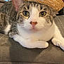 cat, tabby, sombrero, hat, indoor, couch, pet, animal, relaxed, closeup, face, whiskers, ears, fur, cute, domestic_cat, feline, resting, home, colorful