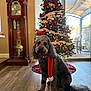 dog, christmas_tree, holiday_decorations, scarf, red_scarf, indoor, wooden_floor, grandfather_clock, decorations, lights, window, furniture, pet, festive, holiday, living_room, pom_pom, sitting, canine, interior