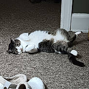 Sebastian joined the competition — help win amazing prizes! animal, carpet, cat, comfortable, cozy, cute, domestic, floor, fur, home, indoor, laying_down, pet, relaxed, resting, slippers, tabby, tail, whiskers, white_paws