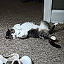 cat, indoor, carpet, relaxed, pet, white_paws, slippers, floor, fur, tabby, animal, cute, cozy, laying_down, domestic, whiskers, tail, home, resting, comfortable