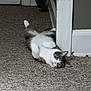 cat, carpet, indoor, doorway, white, gray, pet, animal, feline, playful, lying_down, curious, paws, ears, floor, household, cute, relaxed, domestic, fur