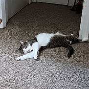 Sebastian is registered to the contest to win money with this photo: cat, animal, pet, indoor, carpet, hallway, relaxing, sleeping, feline, white, gray, striped, paw, tail, door, floor, resting, cozy, domestic, mammal