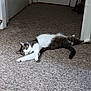 cat, animal, pet, indoor, carpet, hallway, relaxing, sleeping, feline, white, gray, striped, paw, tail, door, floor, resting, cozy, domestic, mammal