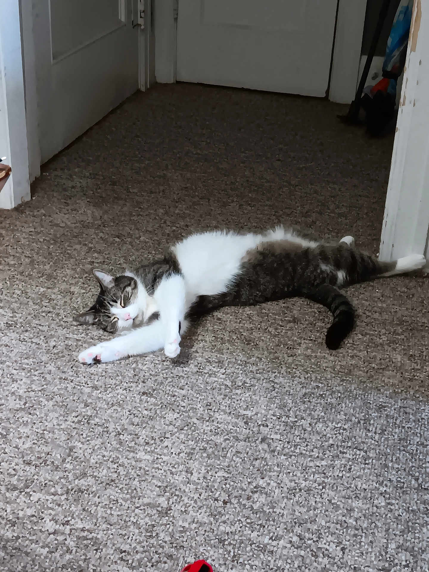 Sebastian is registered to the contest to win money with this photo: cat, animal, pet, indoor, carpet, hallway, relaxing, sleeping, feline, white, gray, striped, paw, tail, door, floor, resting, cozy, domestic, mammal