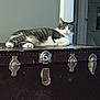 cat, tabby_cat, pet, animal, feline, indoor, trunk, wooden_trunk, metal_clasp, relaxed, lying_down, curious, white_paws, striped_fur, door, furniture, home, room, resting, domestic_animal