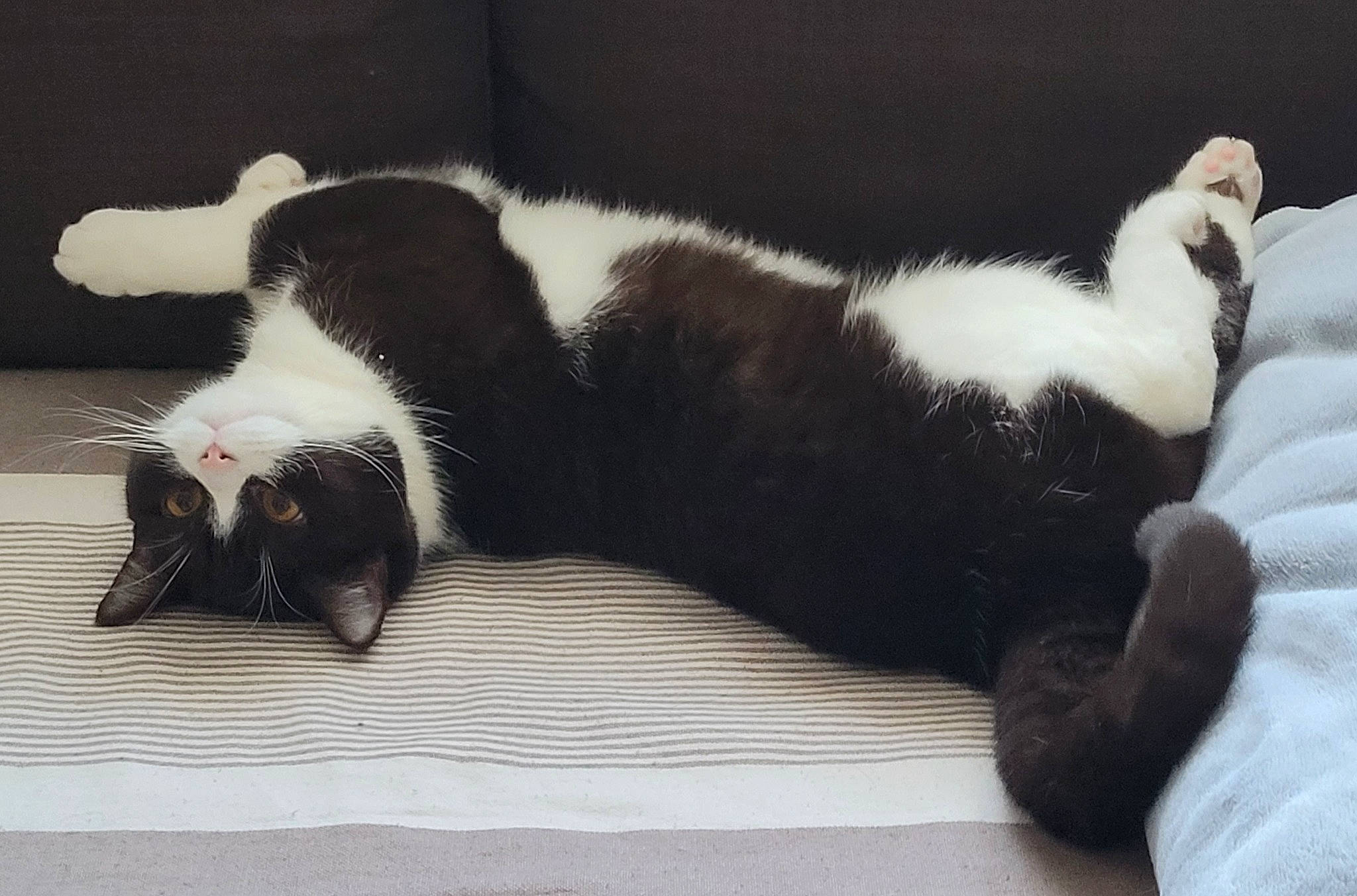 Patafix a rejoint le concours — aidez-le/la à gagner de superbes lots ! canidae, carnivore, cat, claw, comfort, dog_breed, domestic_short_haired_cat, felidae, foot, fur, nap, paw, small_to_medium_sized_cats, snout, sporting_group, tail, terrestrial_animal, whiskers