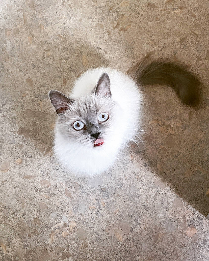 Mia