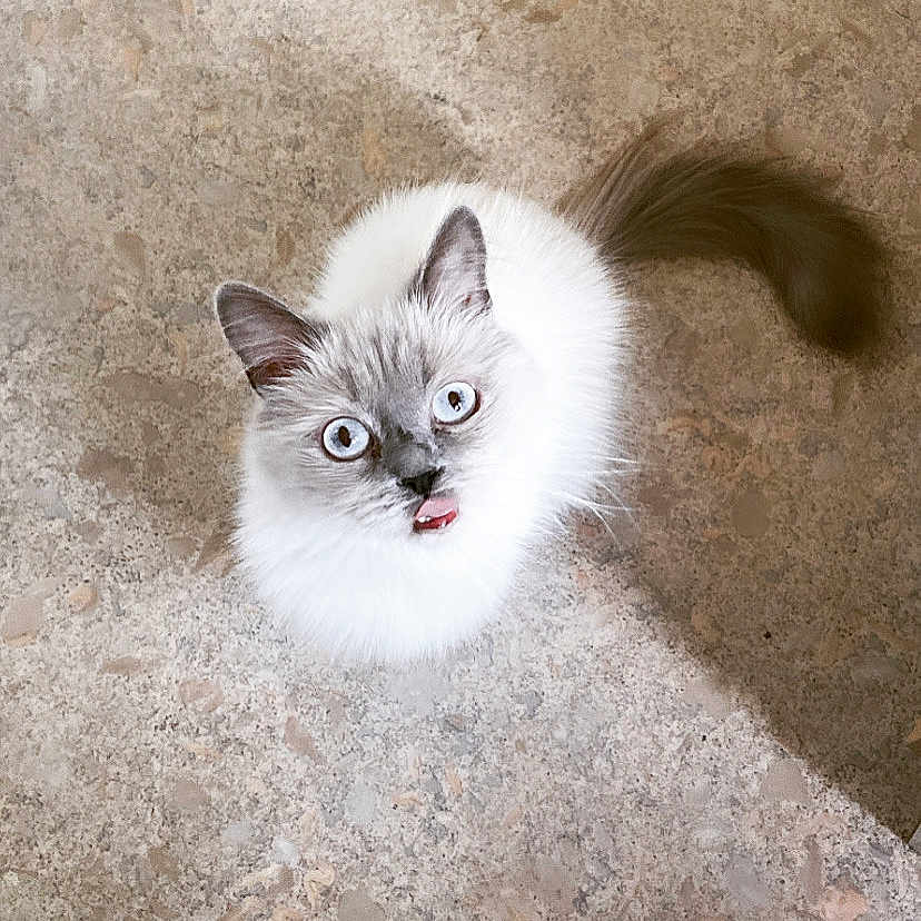 Mia