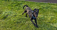 Bailey a rejoint le concours — aidez-le/la à gagner de superbes lots ! black_dog, building, container, daytime, dog, door, grass, harness, lawn, outdoor, pallet, pet, plant, running, scooter, sidewalk, stone_wall, storage_box, sunlight, window