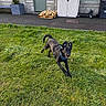 dog, black_dog, running, grass, lawn, outdoor, building, door, window, stone_wall, storage_box, pallet, scooter, harness, sidewalk, plant, container, sunlight, daytime, pet