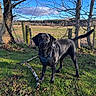 dog, black_dog, grass, sticks, trees, bare_trees, fence, blue_sky, cloud, outdoor, nature, pet, canine, animal, daylight, field, leash, harness, curious, standing