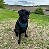 dog, black_dog, animal, pet, outdoor, grass, dirt, harness, nature, field, cloudy_sky, greenery, sitting, tongue_out, playful, canine, fur, ears, landscape, daylight