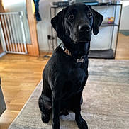 Bailey participe au concours pour gagner de l'argent avec cette photo : dog, black_dog, pet, indoor, sitting, collar, tag, floor, rug, home, furniture, table, wooden_floor, gate, blurred_background, canine, animal, companion, looking_up, domestic