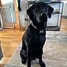 dog, black_dog, pet, indoor, sitting, collar, tag, floor, rug, home, furniture, table, wooden_floor, gate, blurred_background, canine, animal, companion, looking_up, domestic