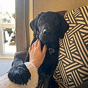 Bailey a rejoint le concours — aidez-le/la à gagner de superbes lots ! animal, black_labrador, chair, companion, cozy, cute, dog, domestic, friendly, fur, hand, indoor, looking, natural_light, patterned_fabric, paw, pet, puppy, sitting, window