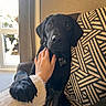 animal, black_labrador, chair, companion, cozy, cute, dog, domestic, friendly, fur, hand, indoor, looking, natural_light, patterned_fabric, paw, pet, puppy, sitting, window
