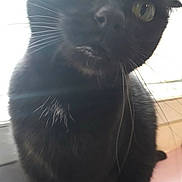 Chipie C a rejoint le concours — aidez-le/la à gagner de superbes lots ! black_cat, cat, pet, animal, whiskers, close_up, indoor, curious, window, feline, face, fur, portrait, domestic_animal, sitting, looking_up, eyes, nose, head, cute