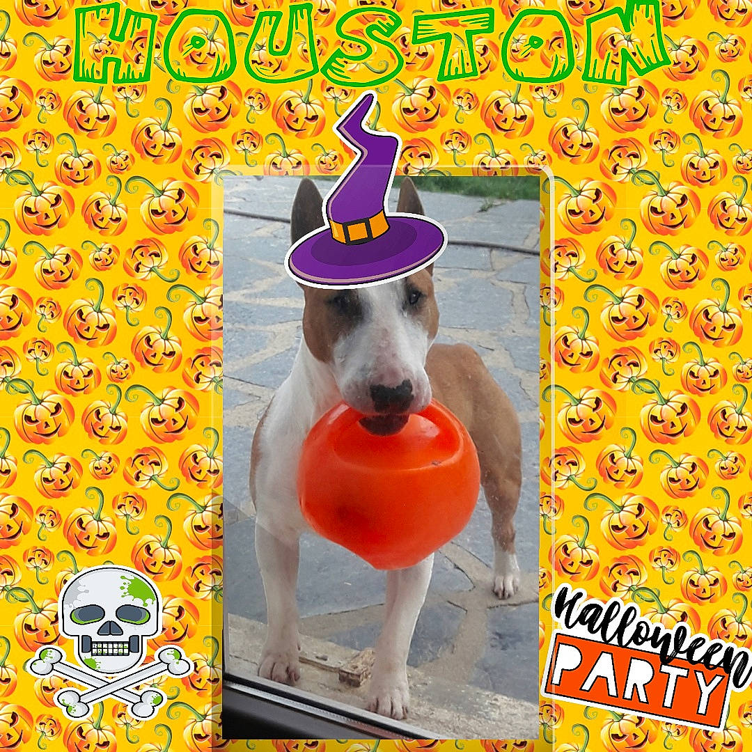 Houston a rejoint le concours — aidez-le/la à gagner de superbes lots ! canidae, carnivore, dog, fawn, great_dane, italian_greyhound, non_sporting_group, whippet